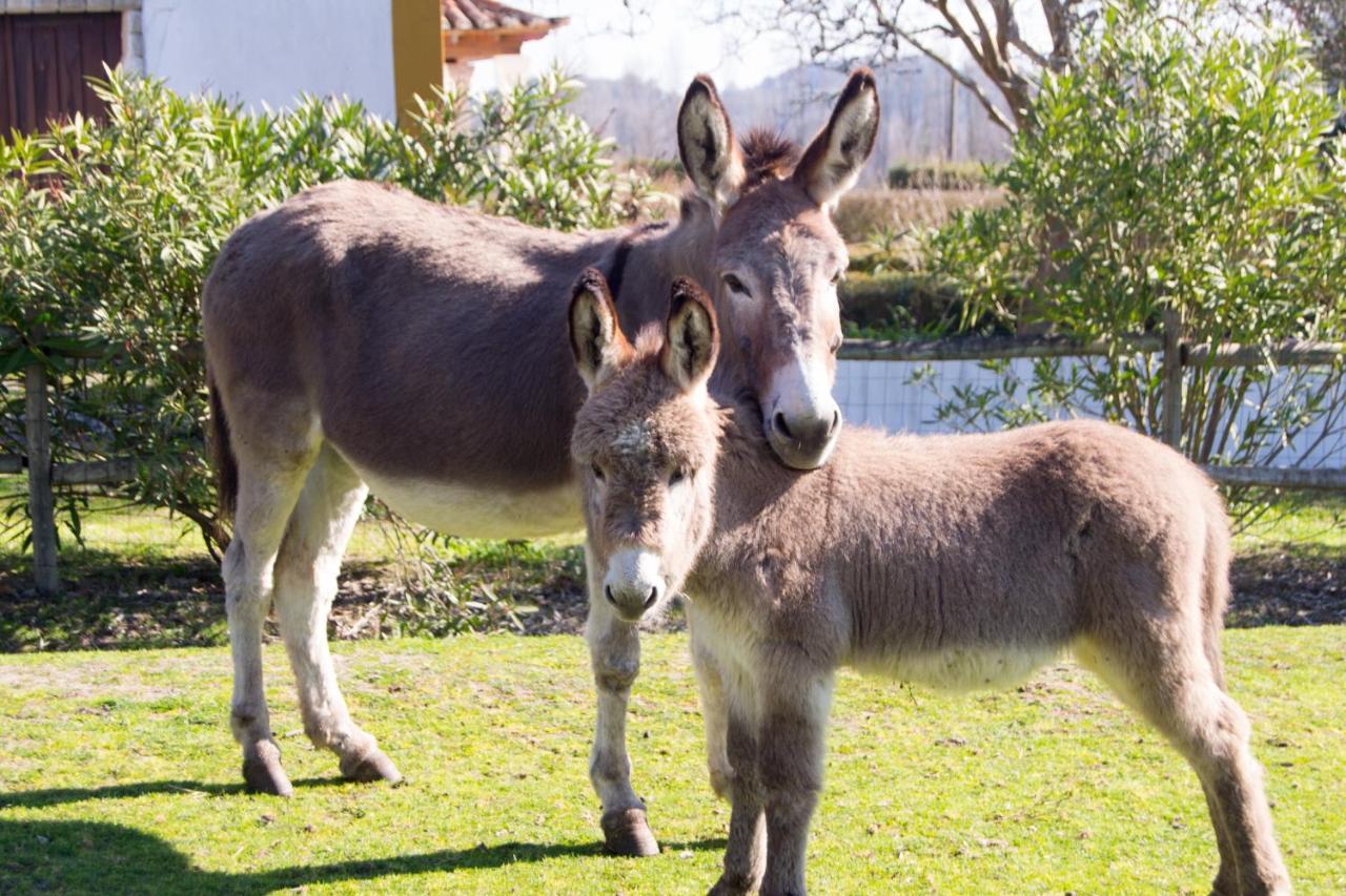 Quinta Da Alcaidaria Mor Villa Ourém Kültér fotó