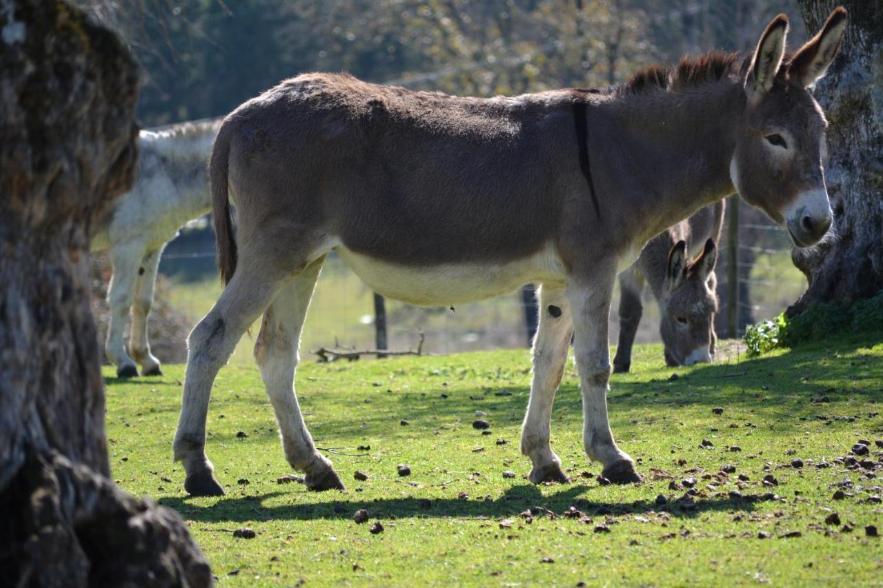 Quinta Da Alcaidaria Mor Villa Ourém Kültér fotó